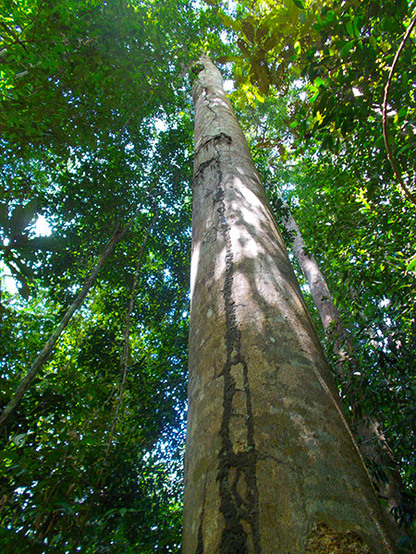 Giant trees in the Amazon jungle 
