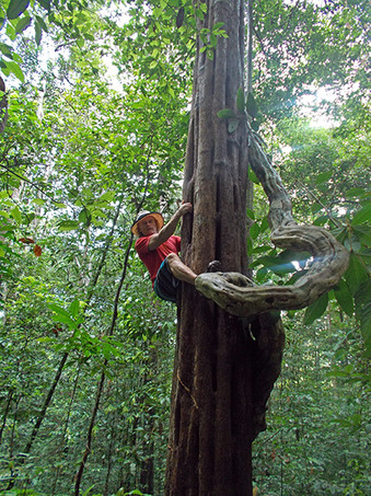 giant trees in the Amazon jungle