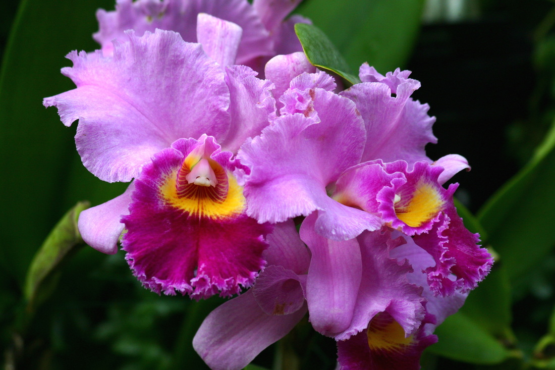 Thousands of rainforest orchid species!